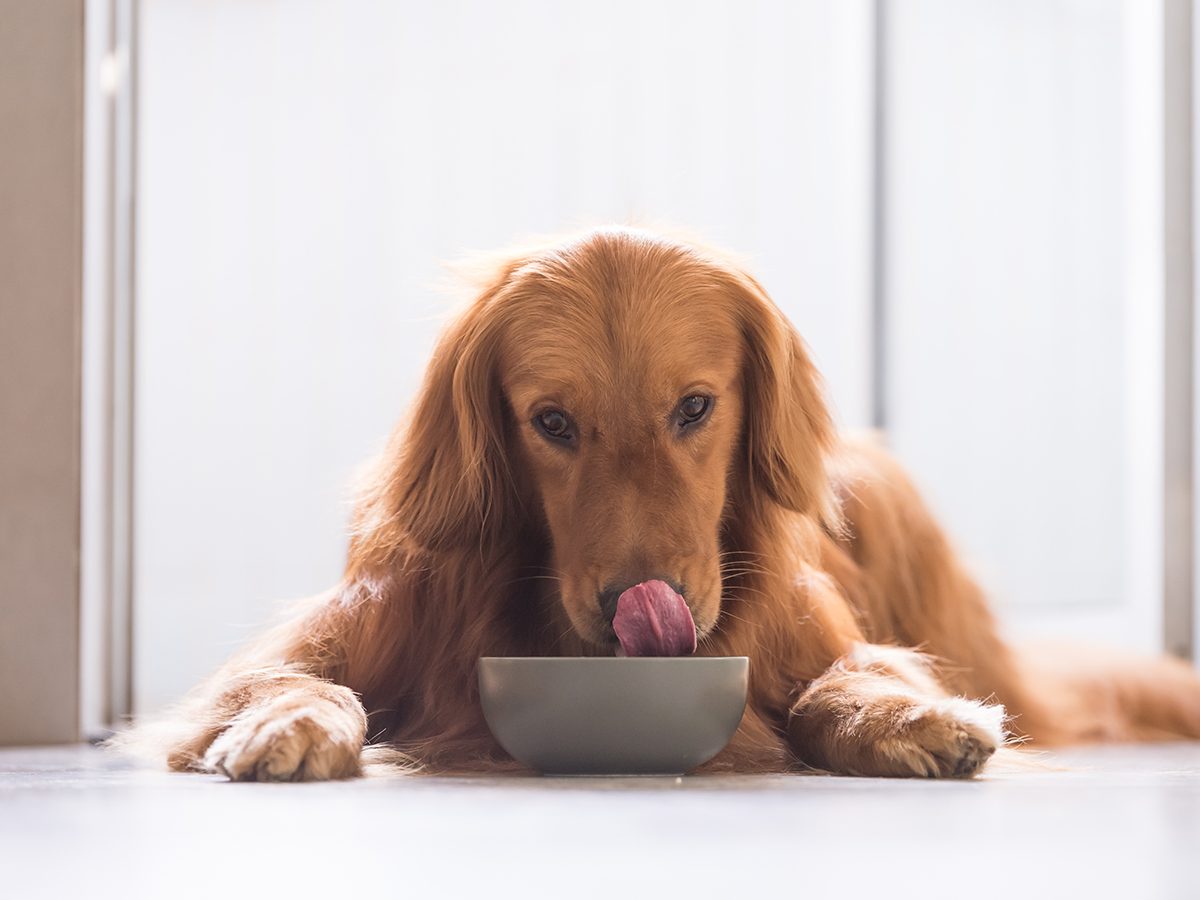 Homemade dog food recipes - retriever eating