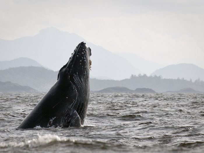 Humpback whale breaching off of Tofino, BC