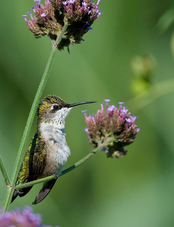 hummingbird_at_rest_jenstlouis