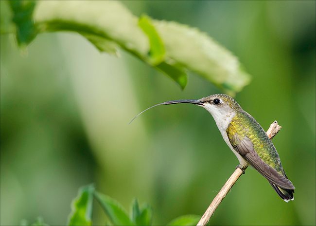 hummingbird_on_patrol_jenstlouis