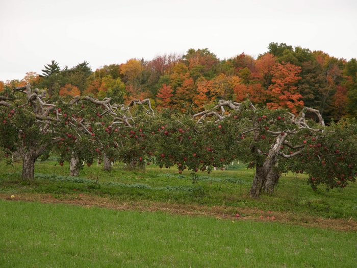 Orchalaw Farms in Ontario