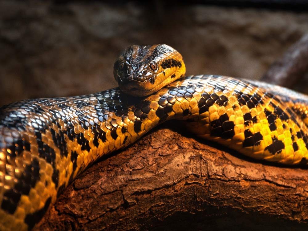 Yellow anaconda