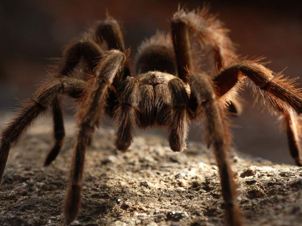 Close-up of tarantula