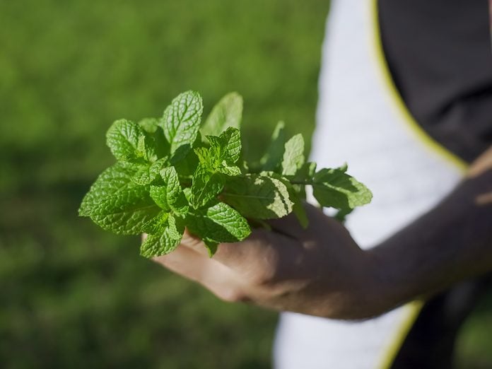 Natural Concentration Peppermint