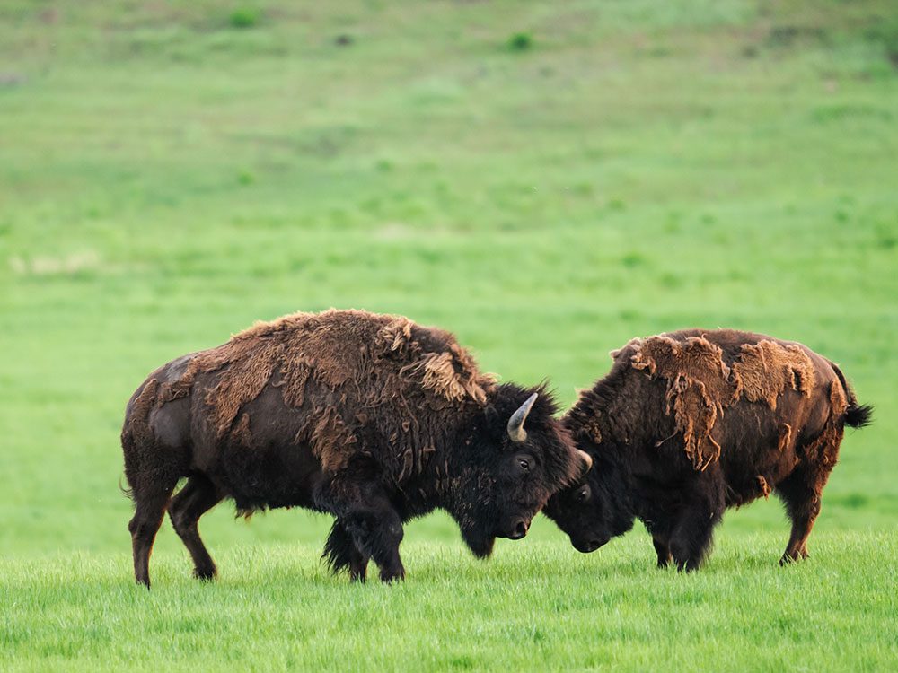 Wild bison in Saskatchewan, Canada