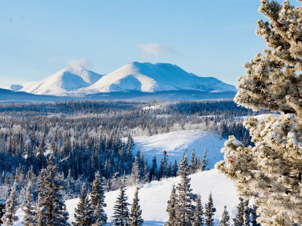 Yukon winter landscape