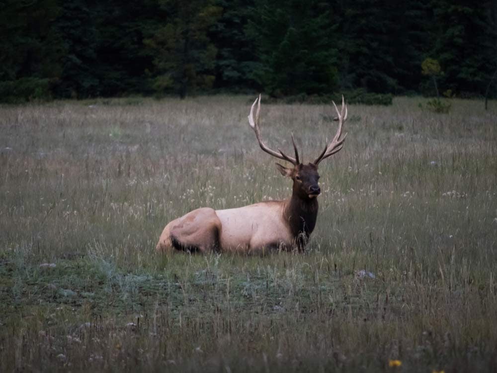 Caribou in Banff National Park