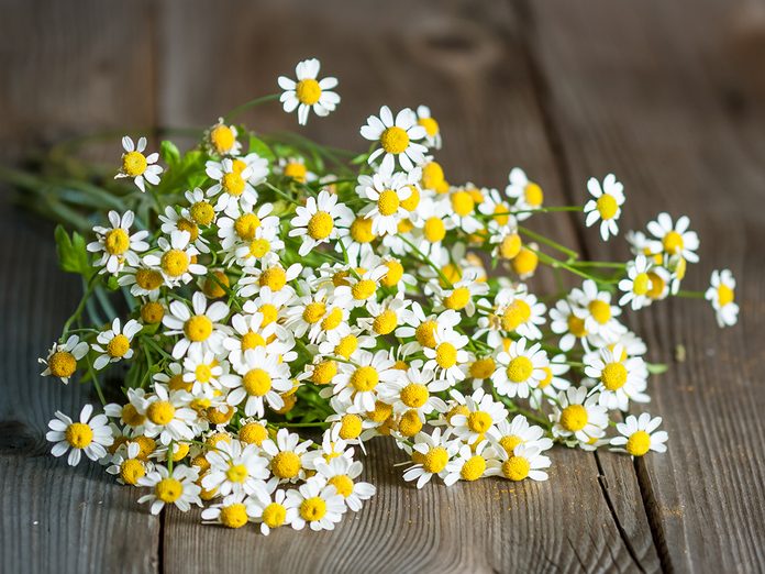 Medicinal plants to grow at home - feverfew