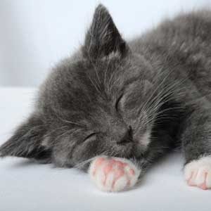 5. Cat Naps Too Long
