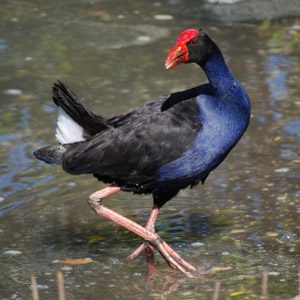 Cool birds of NZ #4: Pukeko