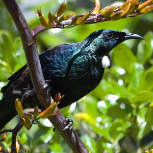 Cool birds of NZ #5: Tui