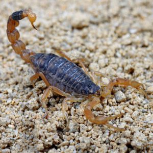 6. Scorpions