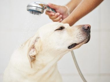 Keep Your Pets Clean