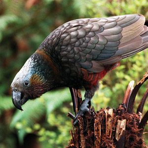 Beautiful birds of NZ #9: Kaka