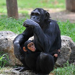 10. Learn more about how you can help chimpanzees by visiting releasechimps.org.