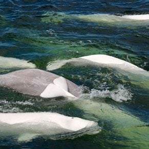 Meeting beluga whales in Churchill, Manitoba