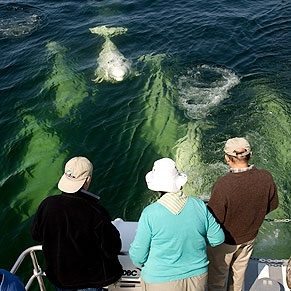 Things To Do in Churchill: Beluga Whale Tour