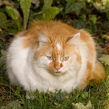 How can I tell if my pet is overweight?