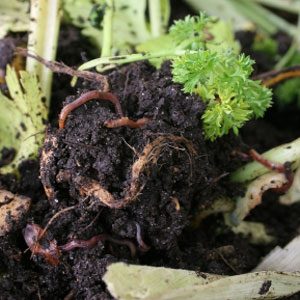 Why Vermicompost?