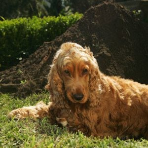 Bad Pet Habit #2: Your dog repeatedly digs up the same spot in the yard.