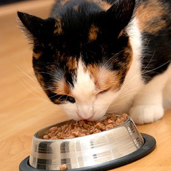 How can I reduce my pet's weight?