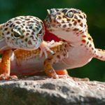 Low Maintenance vs. High Maintenance - Good Beginner Species -  Leopard Gecko