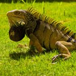 Species for Experienced Owners - Iguana