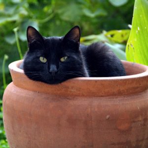 Bad Pet Habit #3: Your cat keeps digging up the plants in the garden.
