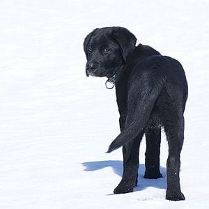 Bud, Labrador Retriever