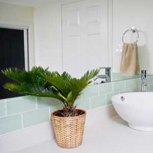 3. Plant in the Bathroom