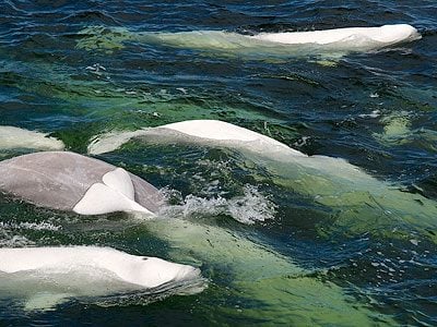 Must-Do Adventures in Churchill: Sea Kayak Alongside Beluga Whales