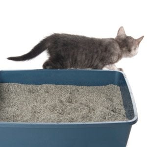 Bad Pet Habit #4: Your cat won't do its 