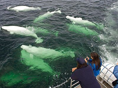 What's Next in Churchill? Take a Beluga-Whale Boat Tour