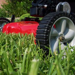Vegetable Oil Facts: Lawn Clippings 