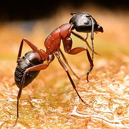 It's a Fact: Bay Leafs Keep Ants at Bay