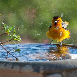 Vegetable Oil Facts: Control Mosquitoes in the Birdbath