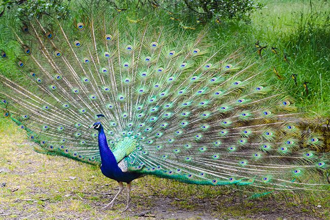 Colourful Peacock 