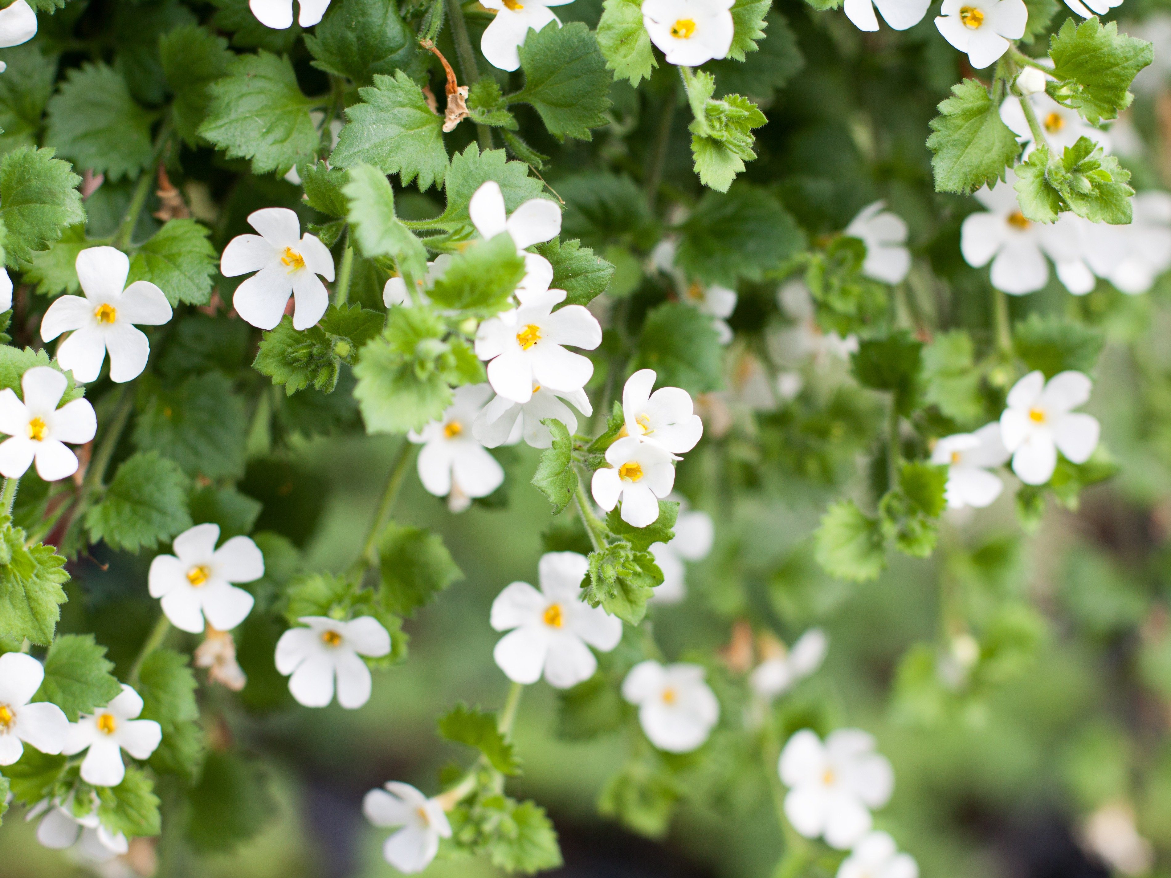 Memory-Boosting Supplement #1: Bacopa