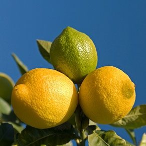  1. Lemons