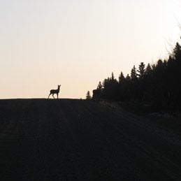 Deer at Dawn