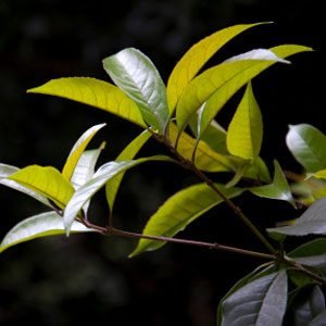 Try Tea-Tree Oil 