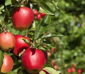 Landscaping Tips for Fruit Trees