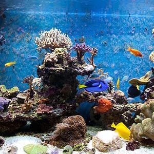 Tips for Both Freshwater and Saltwater Tanks