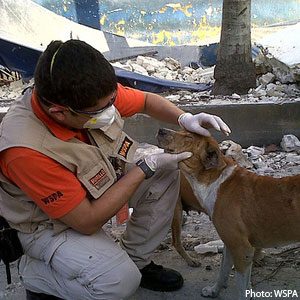 Animal Relief Coalition for Haiti (ARCH)