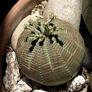 3. Euphorbia Obesa