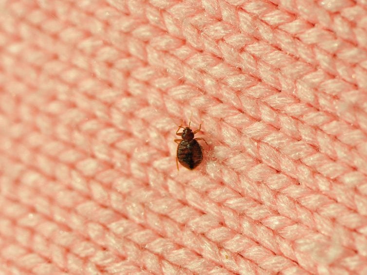 How to Prevent Bedbugs in Your Home