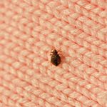 How to Prevent Bedbugs in Your Home