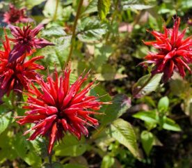 Bee Balm in the Landscape