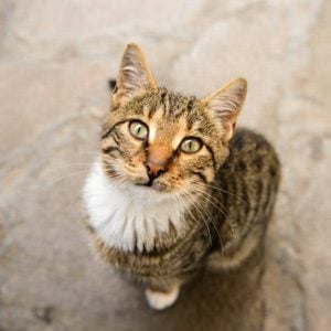 You Should Know This About Your Cat: They Can Learn A Few Tricks 