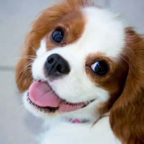 Best apartment dogs - King Charles Spaniel